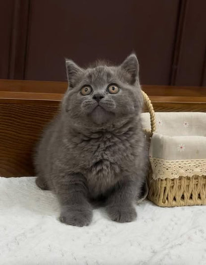 British Shorthair