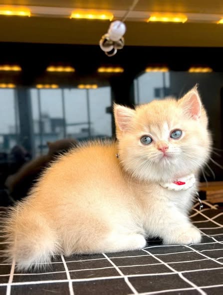 Munchkin