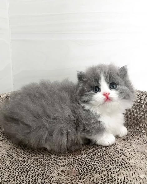 Munchkin Longhair