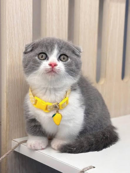 Munchkin Fold