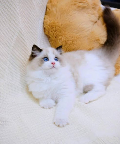 Ragdoll