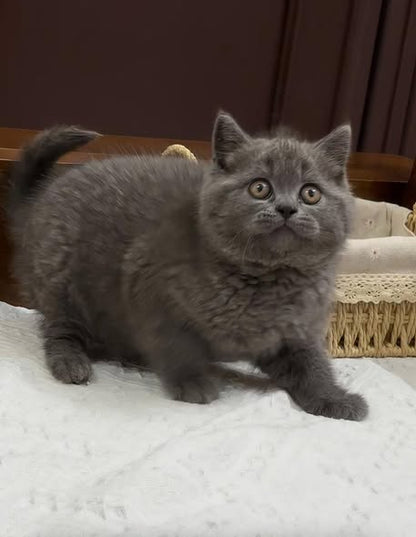 British Shorthair
