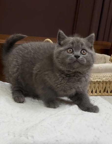 British Shorthair
