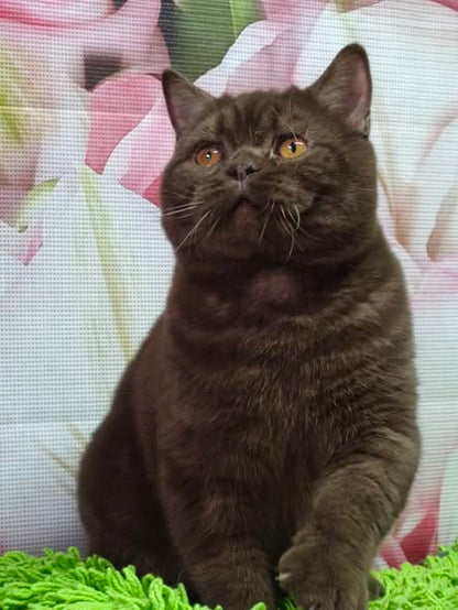 British Shorthair