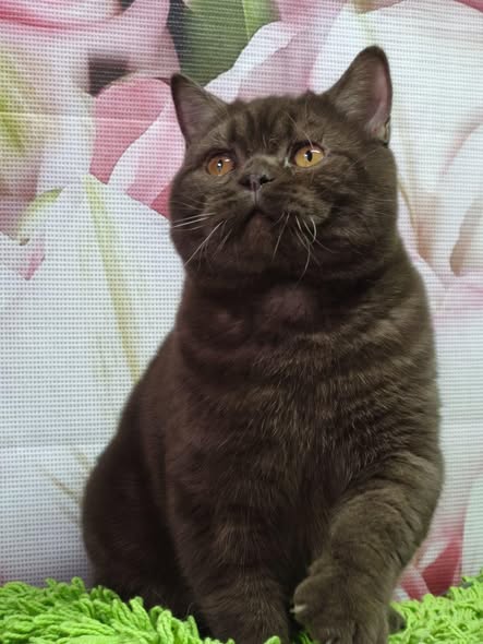 British Shorthair