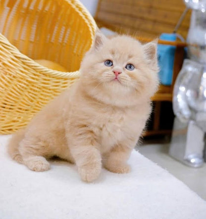 British Longhair