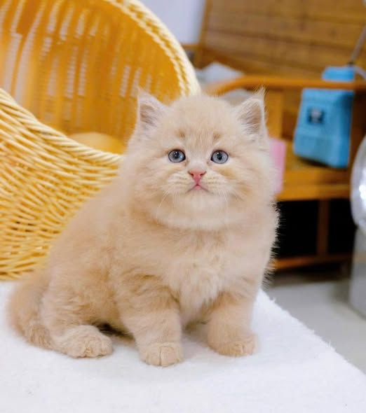 British Longhair