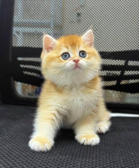 British Shorthair