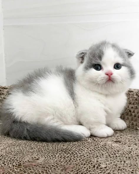 Munchkin Fold