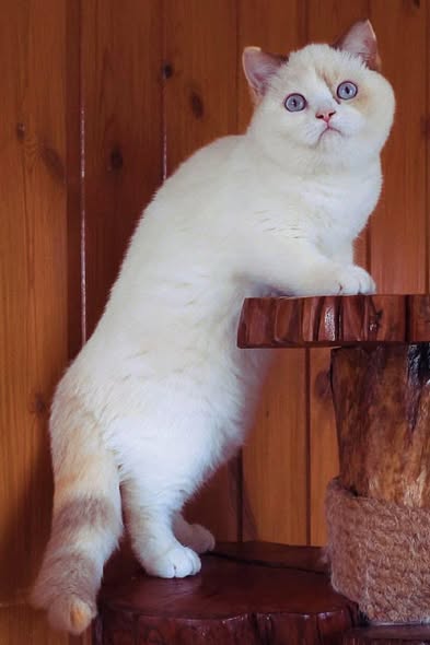 British Shorthair