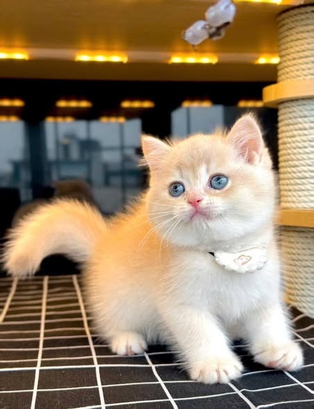 British Shorthair