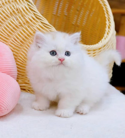 British Longhair