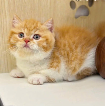 Munchkin