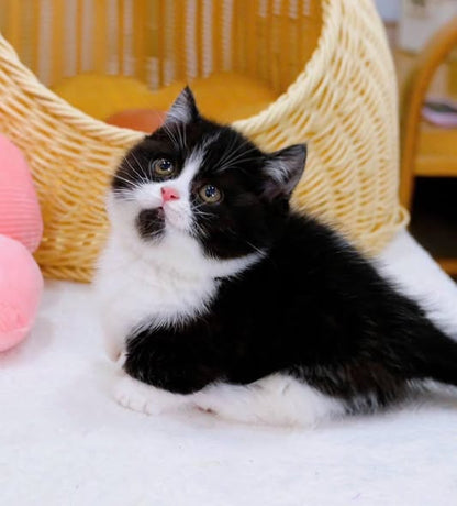 Munchkin