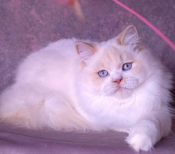 British Longhair
