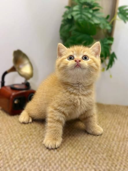 British Shorthair