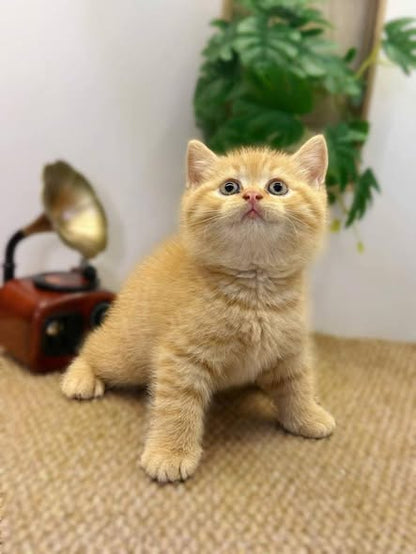 British Shorthair