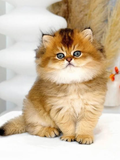 British Longhair