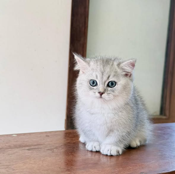 Munchkin