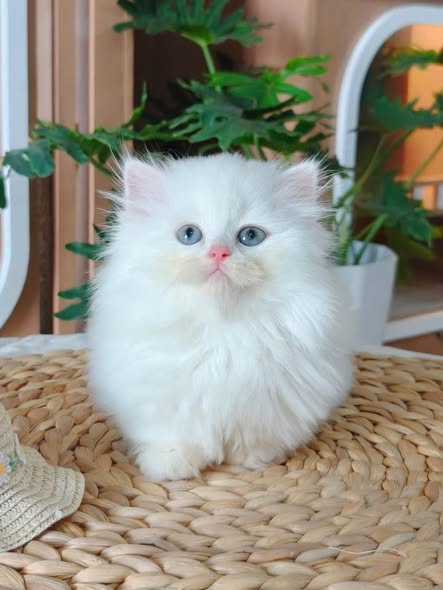 Munchkin Longhair