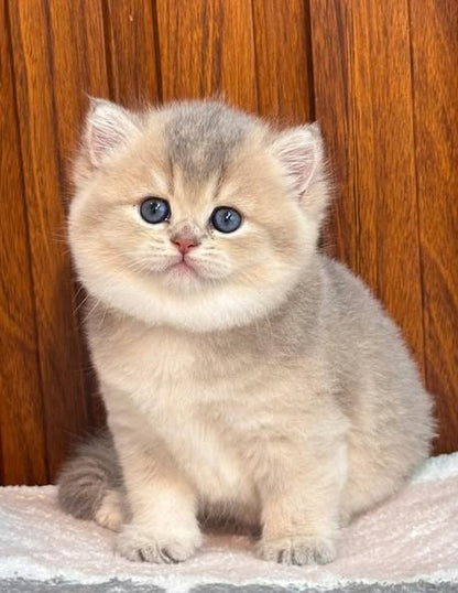 British Shorthair