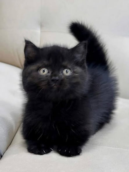 Munchkin