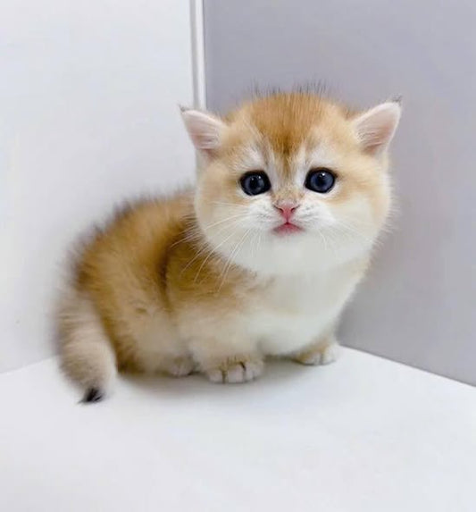 Munchkin