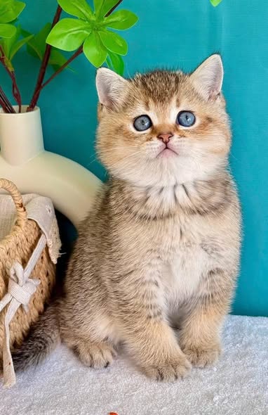 British Shorthair