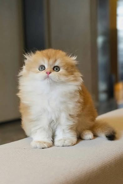 Scottish Fold Longhair