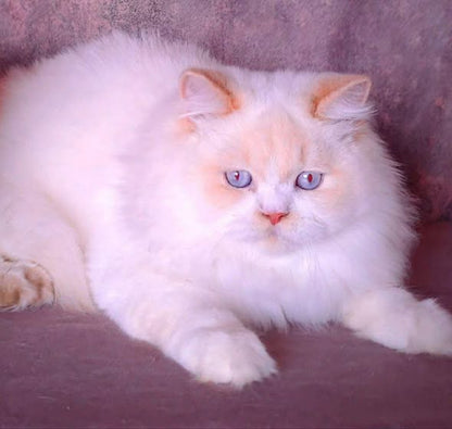 British Longhair
