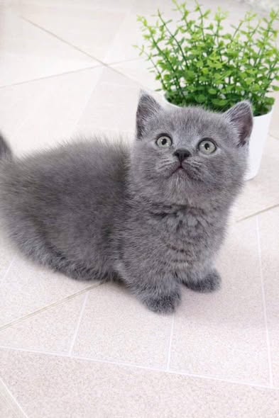 Munchkin