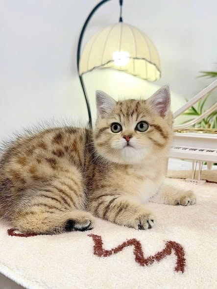 British Shorthair