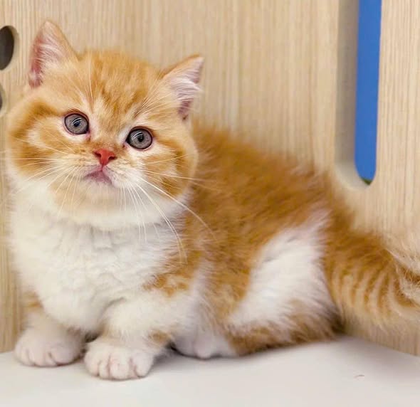 Munchkin