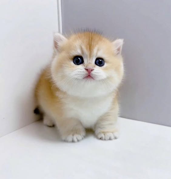 Munchkin