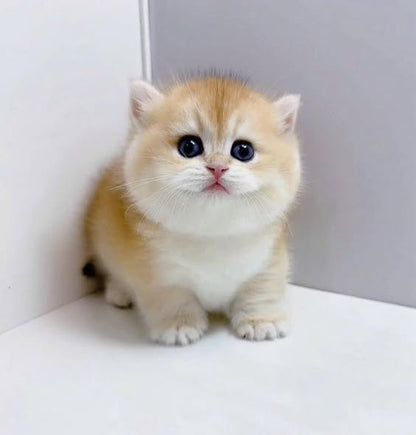 Munchkin