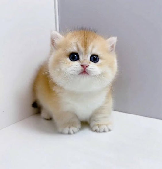 Munchkin