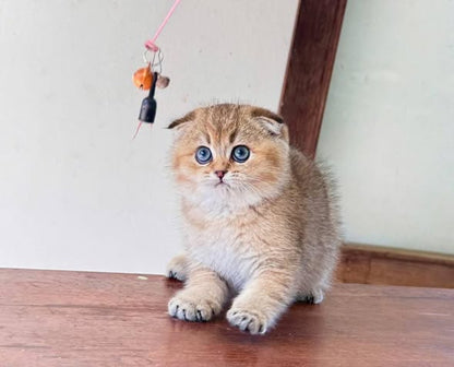 Scottish Fold