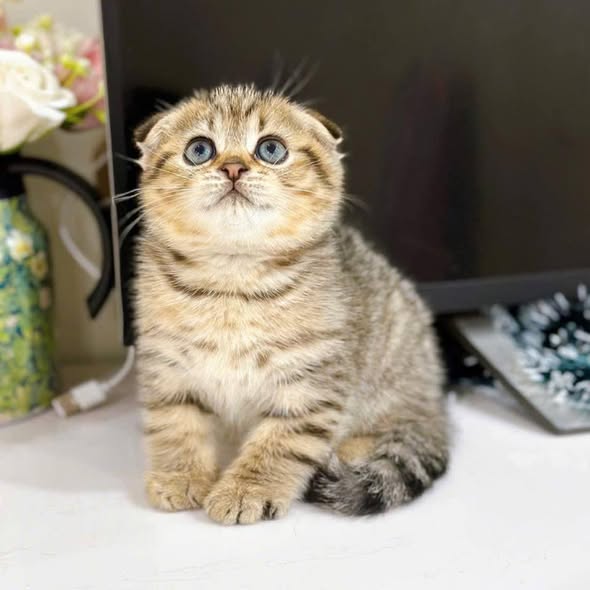 Scottish Fold