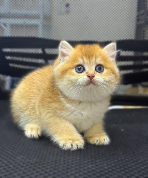 British Shorthair