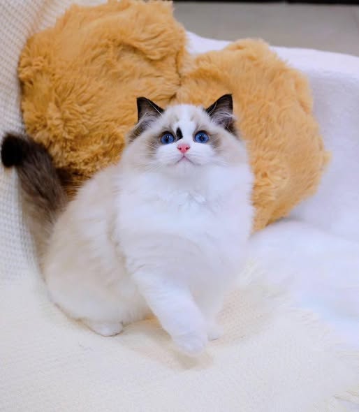 Ragdoll