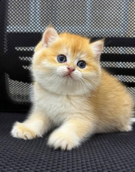 British Shorthair
