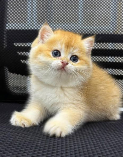 British Shorthair