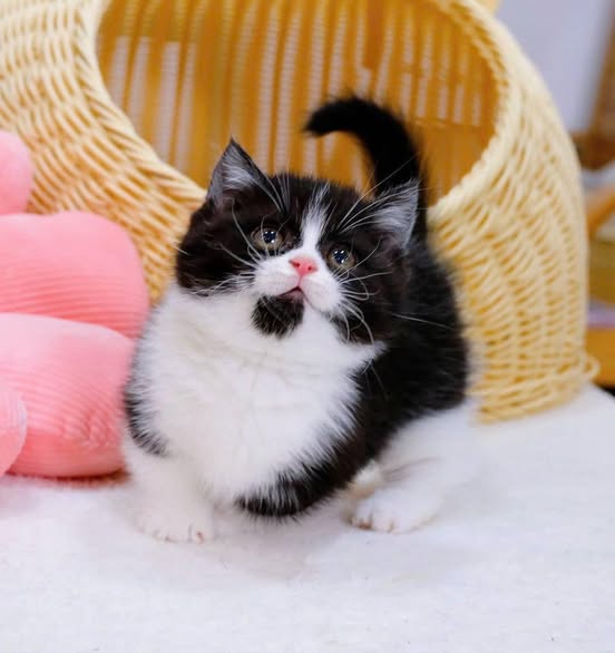 Munchkin