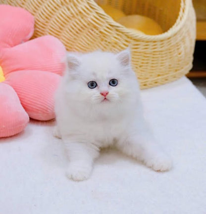 British Longhair