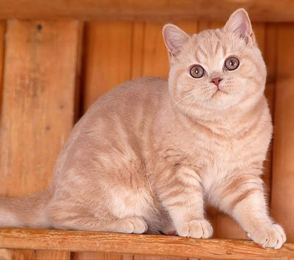 British Shorthair