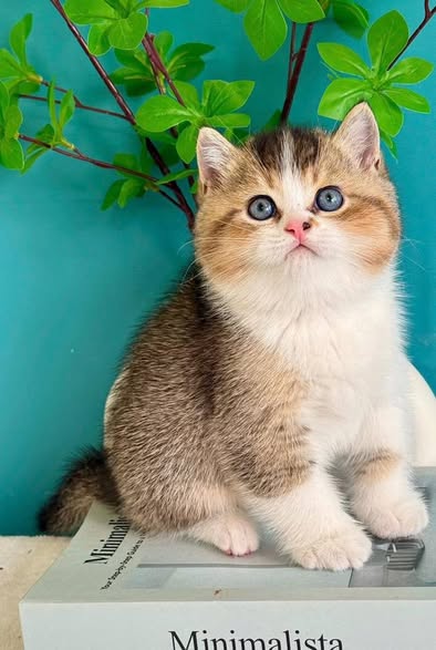 British Shorthair