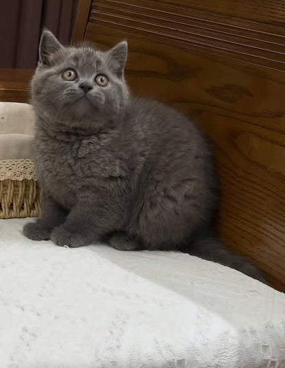 British Shorthair