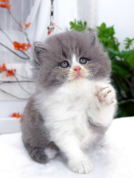 British Longhair