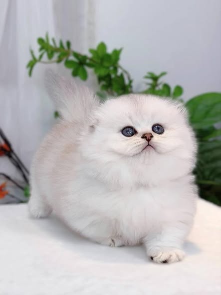 Munchkin Fold Longhair