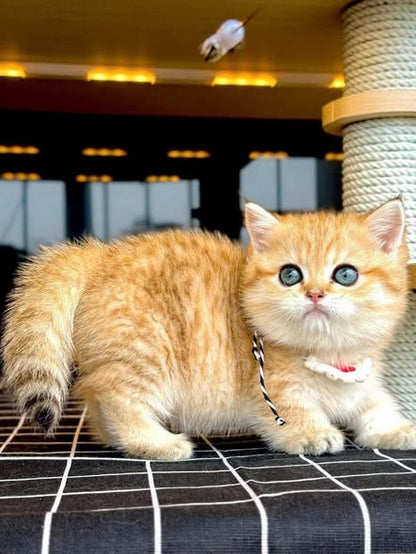 Munchkin